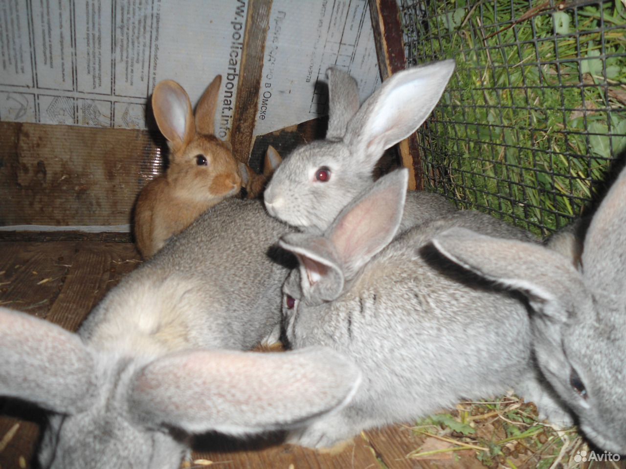 Авито Где Купить Кроликов В Новосибирске Карасуке