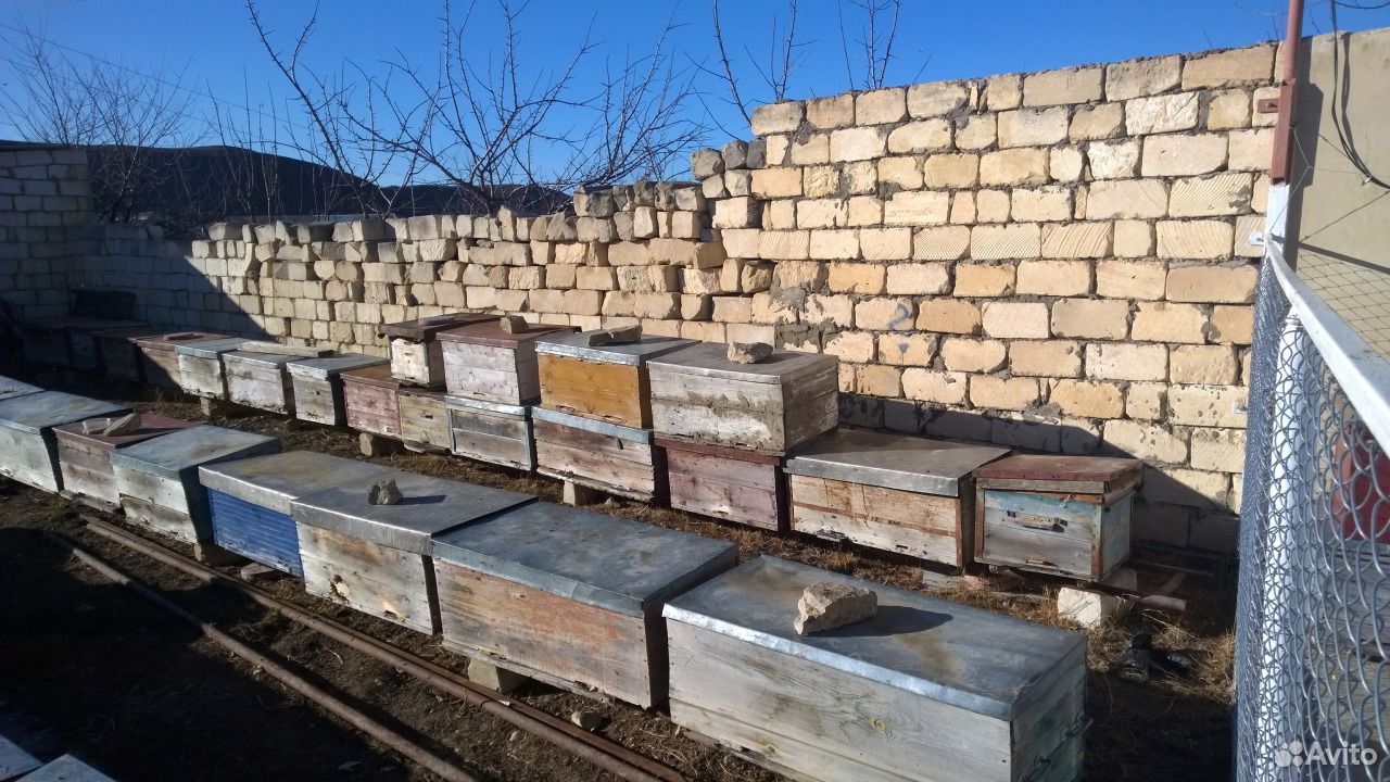 Пчелы (продам пчелосемьи) купить на Зозу.ру - фотография № 5