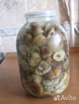 Соленые грибы Валуи (кулачки) купить на Зозу.ру - фотография № 1