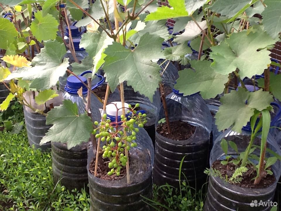 Саженцы винограда купить на Зозу.ру - фотография № 3