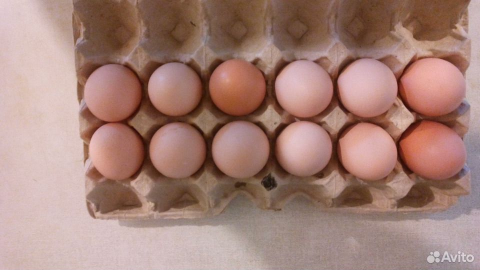 Инкубационное яйцо порода Хайсекс Браун купить на Зозу.ру - фотография № 1