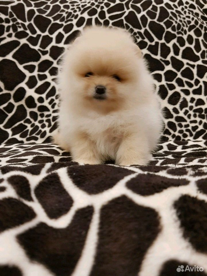 Сколько стоит русский той терьер щенок без документов. Киселевск той терьер. Авито северодвинск купить собаку. Мраморная такса. Авито северодвинск собаки.