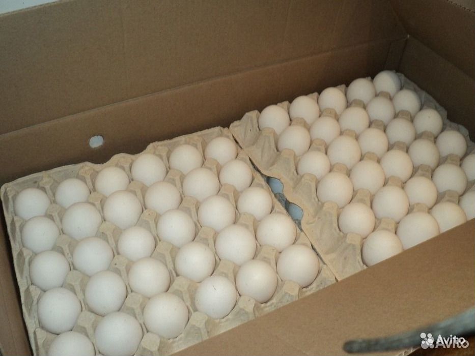 Купить яйцо инкубационное алтайский. Инкубационное яйцо бройлера Росс 308. Инкубационное яйцо бройлера Кобб 500. Инкубационные яйца бройлеров АРБОР. Яйцо 9637 инкубации бройлеров.