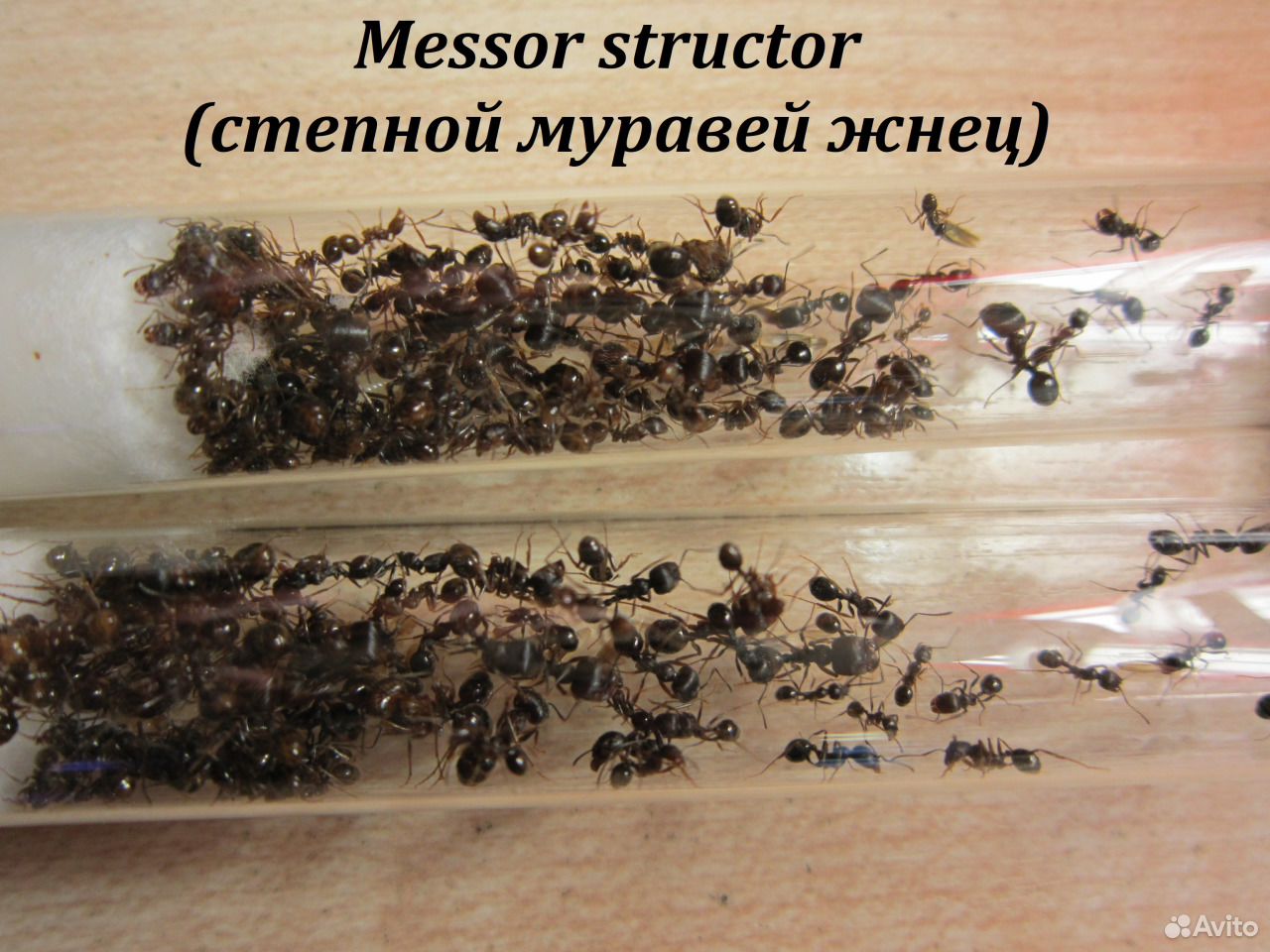 Messor structor-степной муравей жнец купить на Зозу.ру - фотография № 3