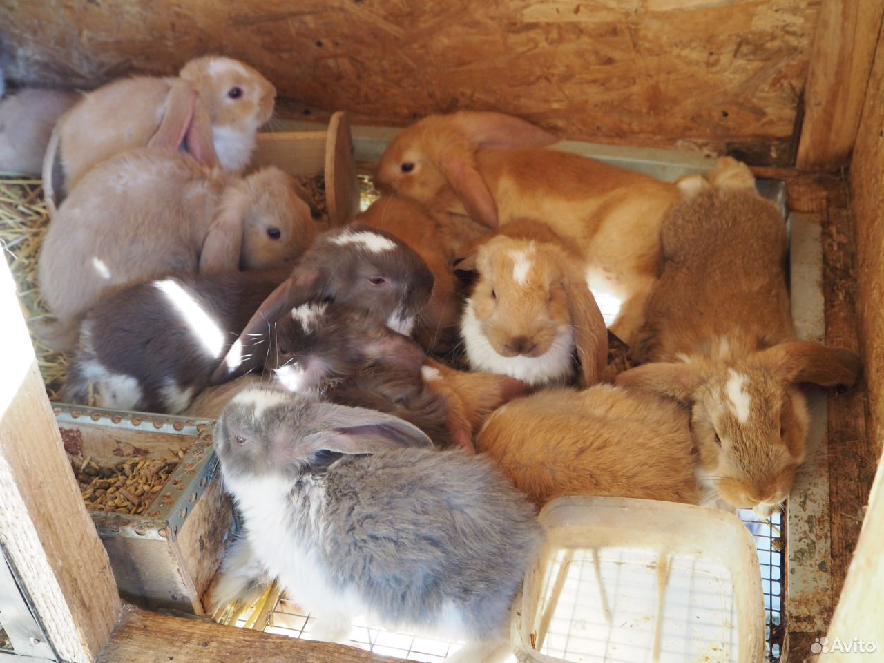 Крольчата Французский баран купить на Зозу.ру - фотография № 5