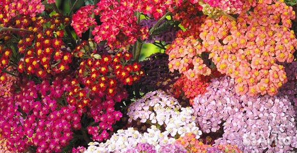 Корневища-семена декоративных растений купить на Зозу.ру - фотография № 7