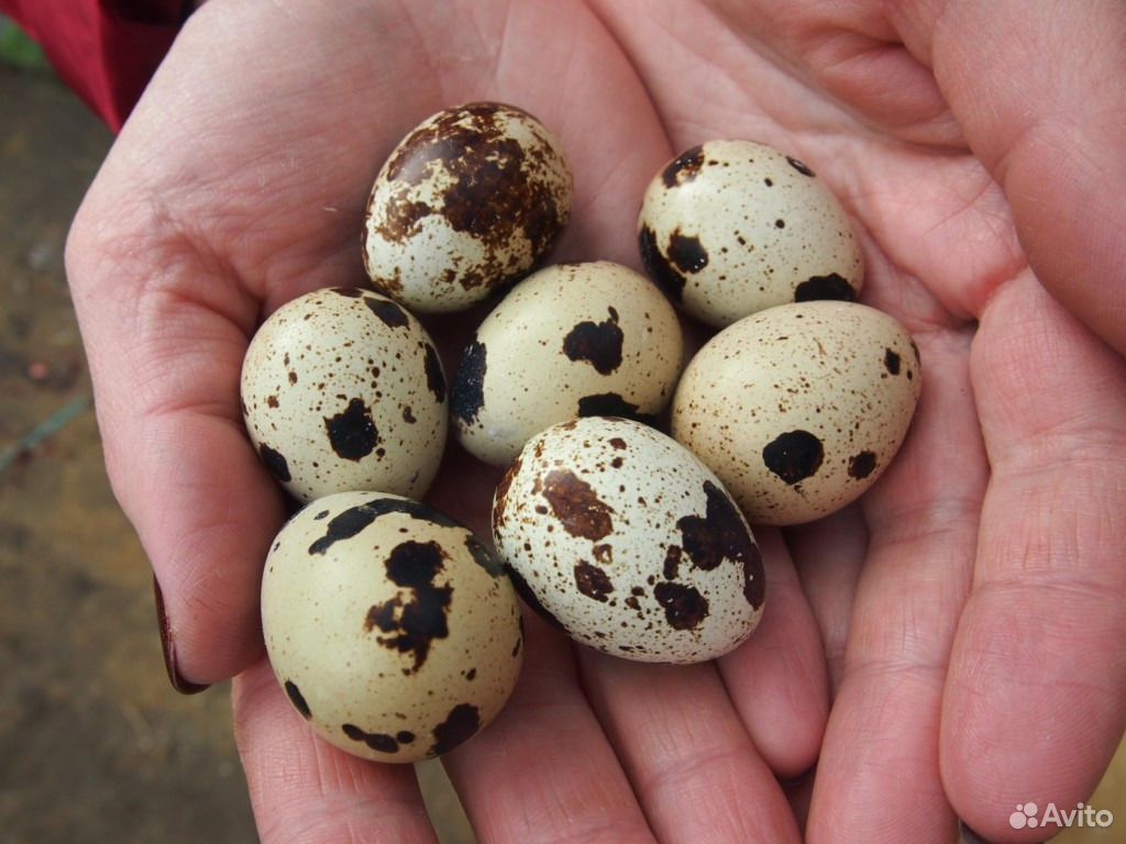 Яйцо домашнее перепелиное (крупное) купить на Зозу.ру - фотография № 2