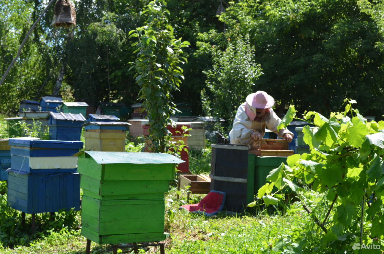 Продаю пчелопакеты и пчелосемьи купить на Зозу.ру - фотография № 1