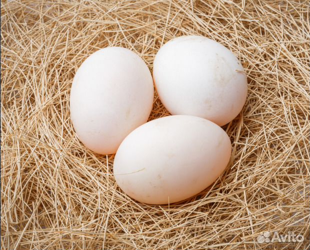 Яйцо инкубационное индоутки (мускусной), куриное купить на Зозу.ру - фотография № 1