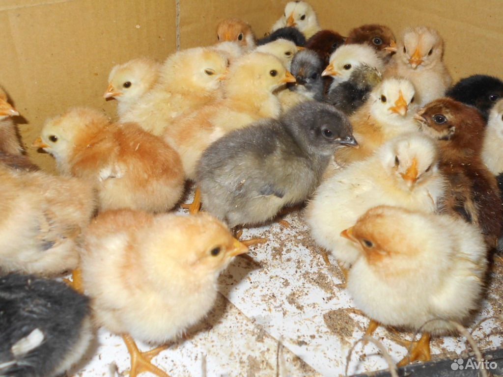 Купить цыплят в калининградской области. Цыплята домашние. Цыплята цветные домашние. Цыплята суточные домашние. Цыплята подрощенные.
