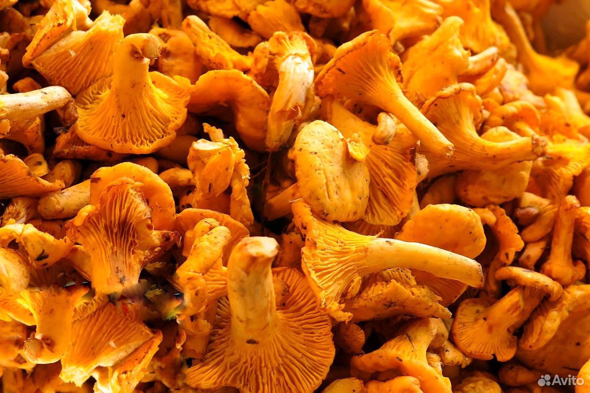 Лисички грибы купить на Зозу.ру - фотография № 2