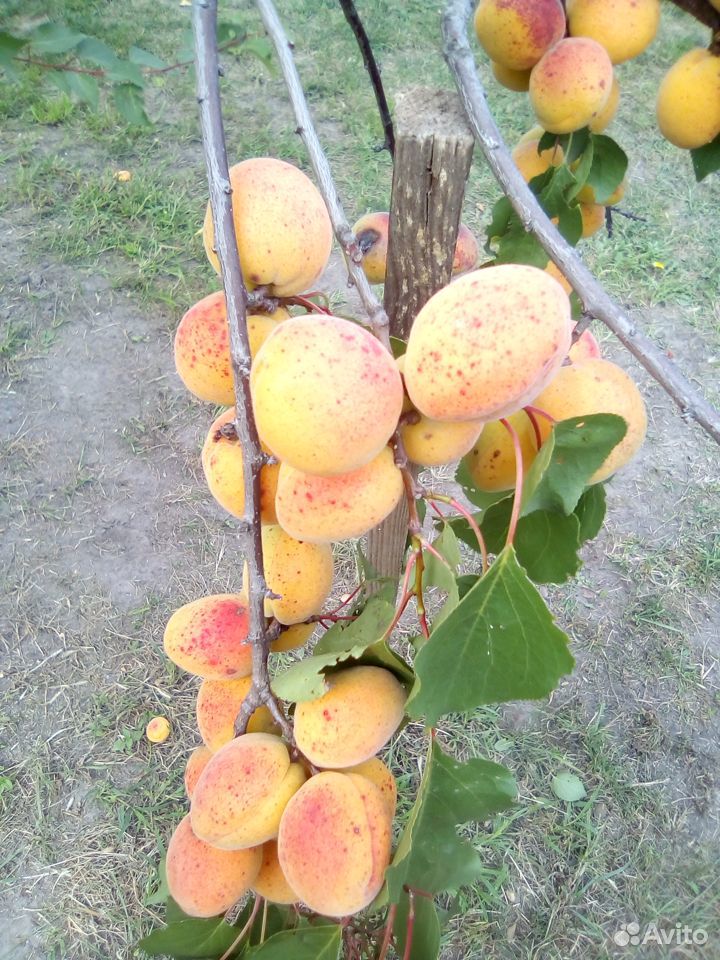 Саженцы абрикоса купить на Зозу.ру - фотография № 2
