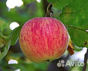Саженцы яблони, груши, вишни, сливы купить на Зозу.ру - фотография № 4