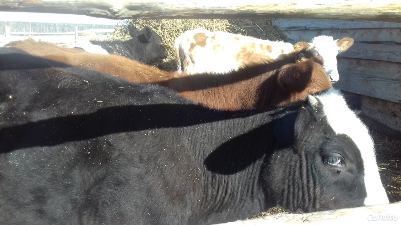 Продам молодняк крс бычки тёлки купить на Зозу.ру - фотография № 2
