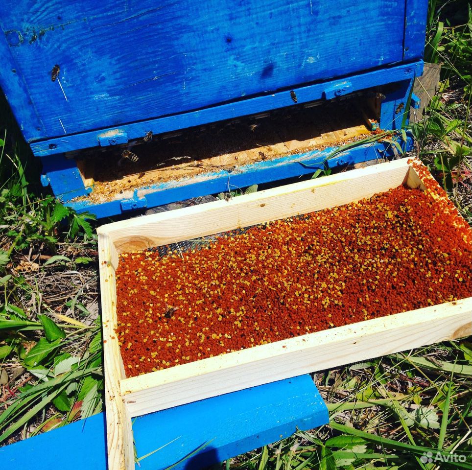 Продам мед,пыльцу,прополис,экстракт пчелиного подм купить на Зозу.ру - фотография № 2