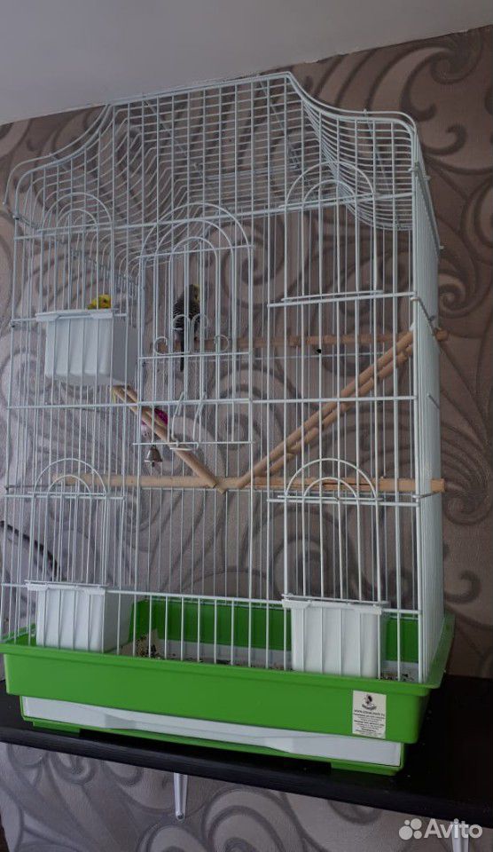 Волнистые попугаи мальчик девочка +клетка купить на Зозу.ру - фотография № 3