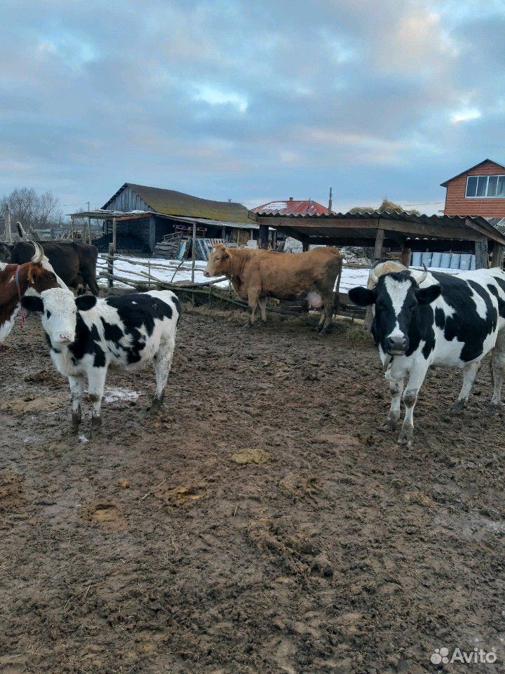 Телочка 10 месяцев, от своей коровы купить на Зозу.ру - фотография № 1