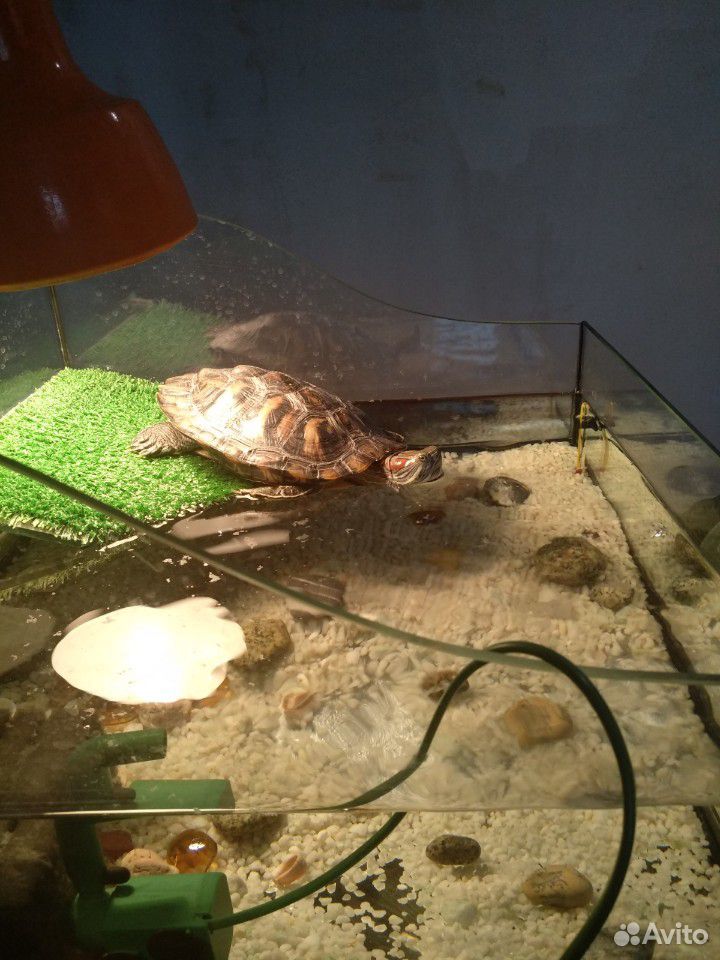 Продажа аквариума(для черепах ) купить на Зозу.ру - фотография № 3