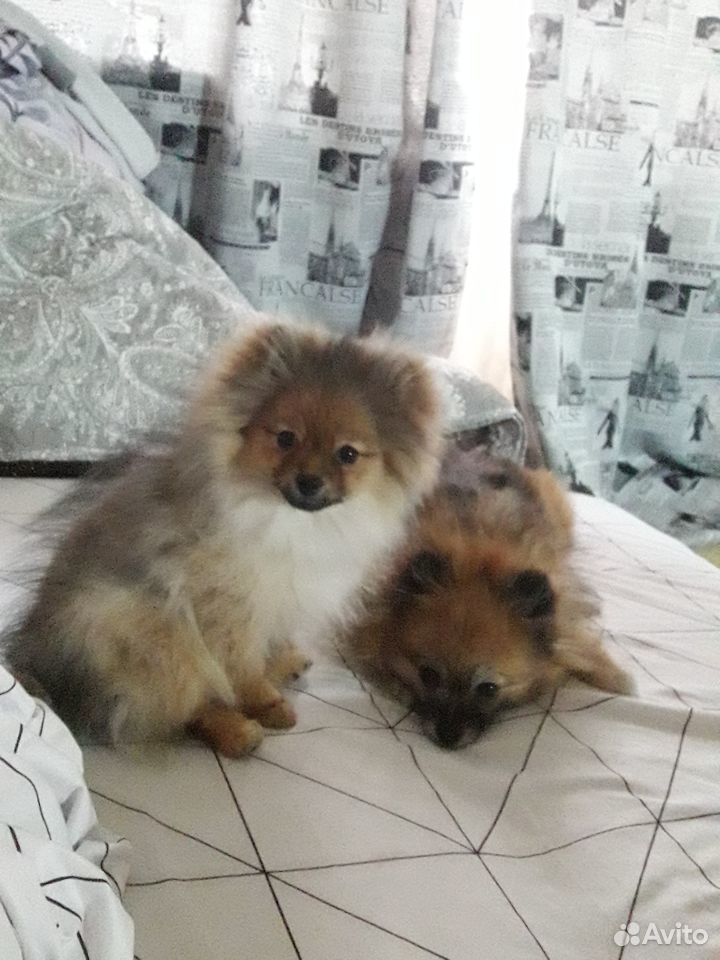 Где Купить Собаку В Тюмени