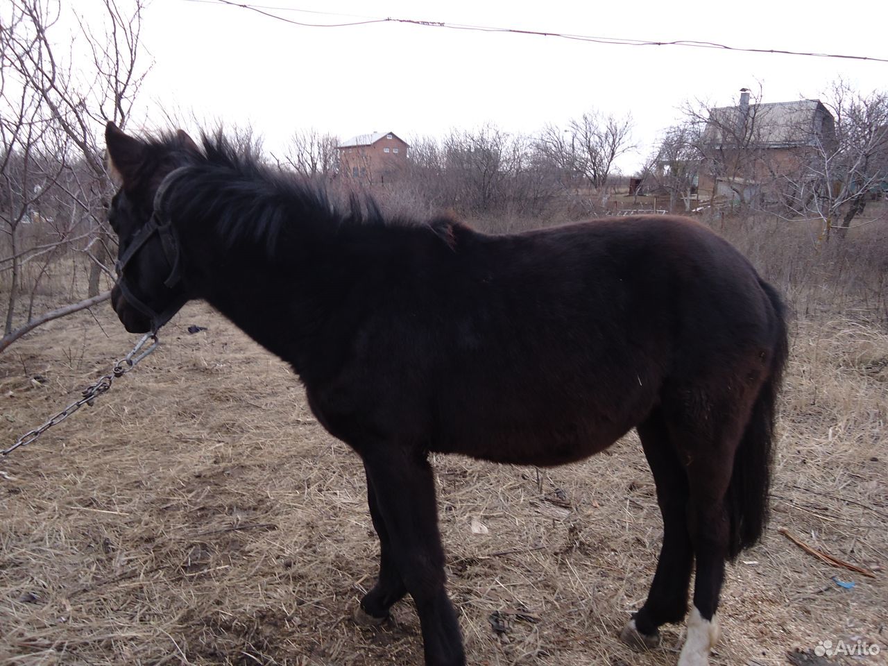 Продается лошадь класса пони купить на Зозу.ру - фотография № 3