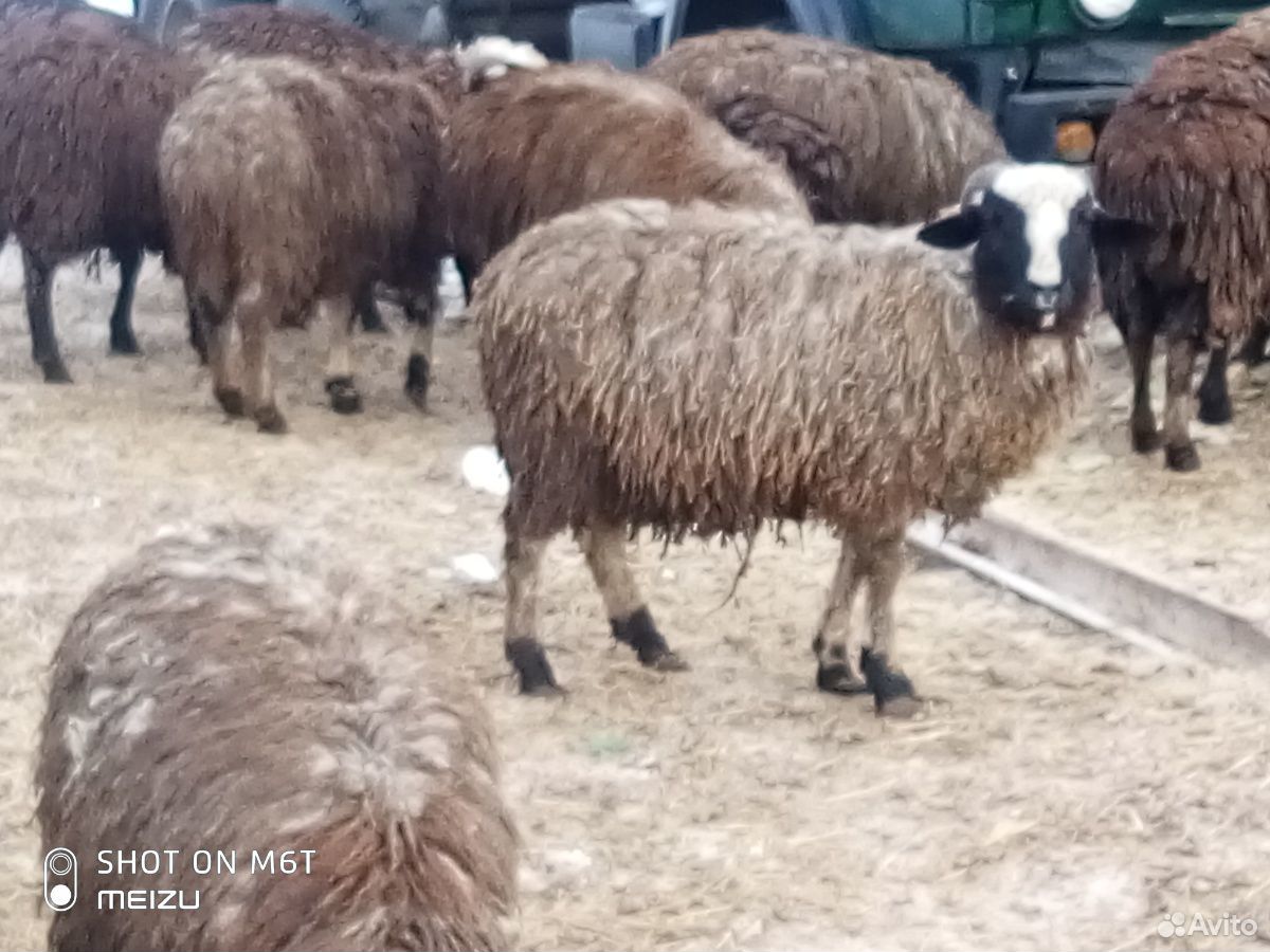 Быки, бараны, овцы, козы купить на Зозу.ру - фотография № 5