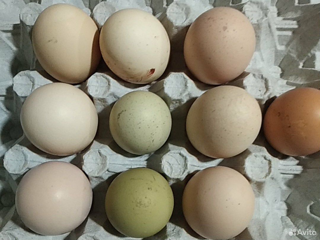 Инкубационное яйцо перепелов и кур купить на Зозу.ру - фотография № 2