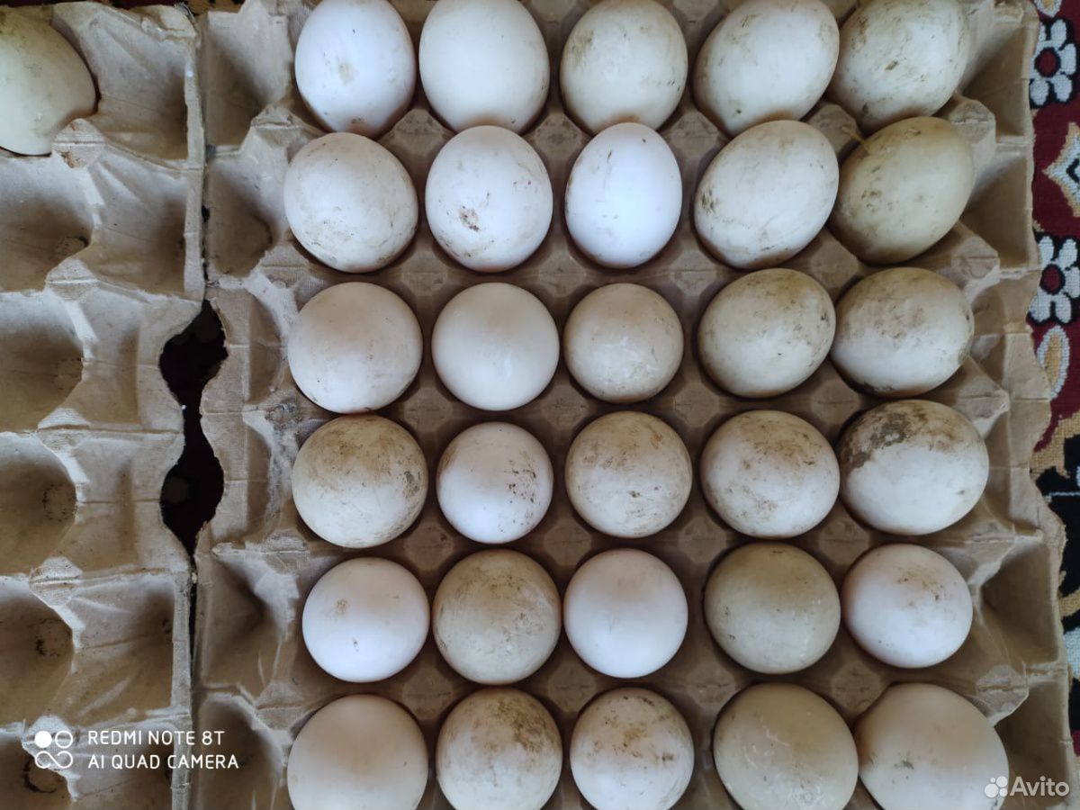 Яйца индоутки купить на Зозу.ру - фотография № 2