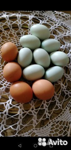 Инкубационные яйца кур купить на Зозу.ру - фотография № 2
