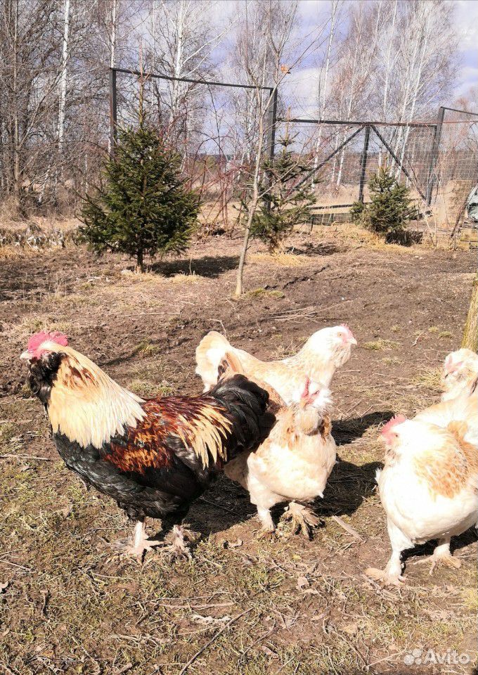 Инкубационное яйцо и цыплята породистых кур купить на Зозу.ру - фотография № 8
