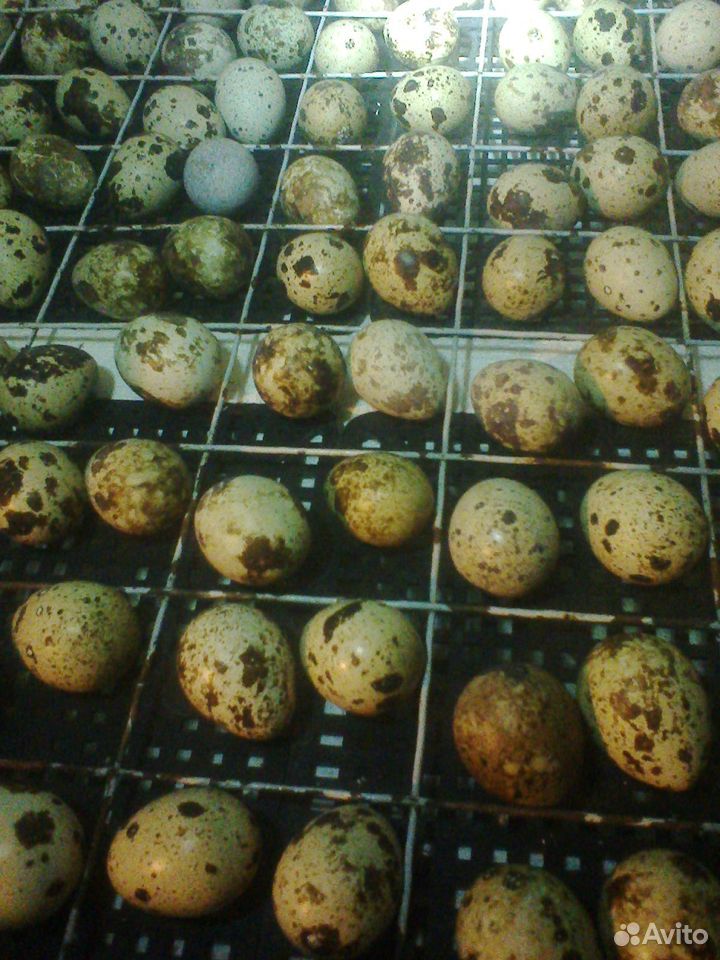 Инкубационное яйцо и птенцы купить на Зозу.ру - фотография № 3