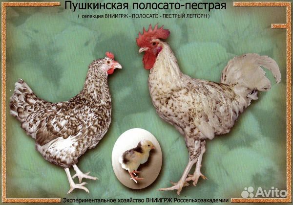 Чистопородные цыплята Пушкинской породы кур купить на Зозу.ру - фотография № 2