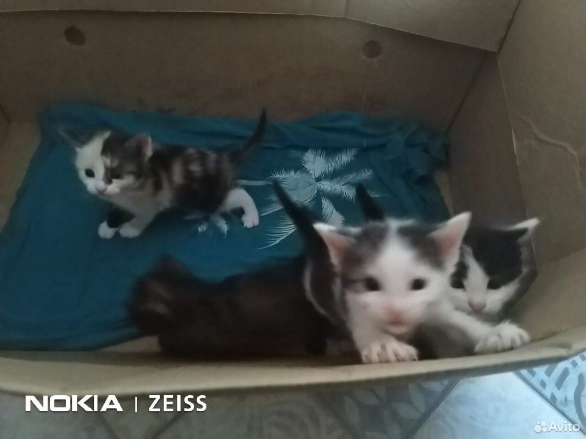 Отдам котят от крысоловки (2 мальчика, 2 девочки) купить на Зозу.ру - фотография № 5
