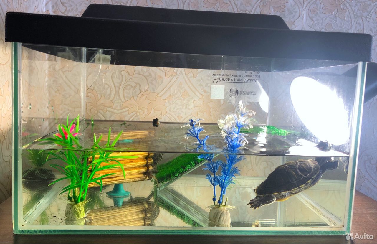 2 черепахи и аквариум с декором купить на Зозу.ру - фотография № 5