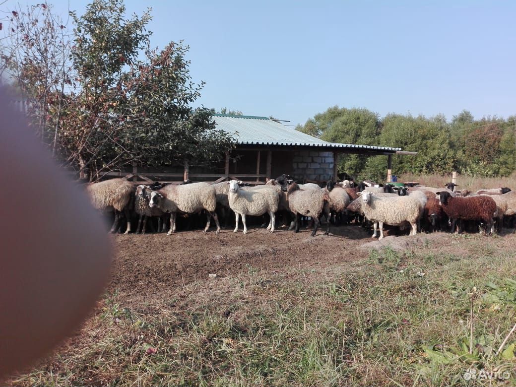Овцы, бараны купить на Зозу.ру - фотография № 3