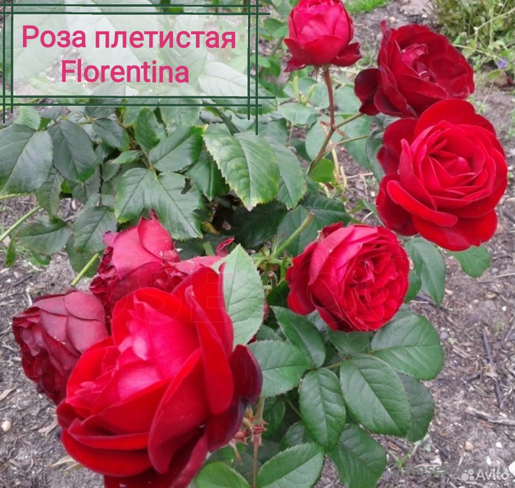 Розы Плетистые. Саженцы купить на Зозу.ру - фотография № 2