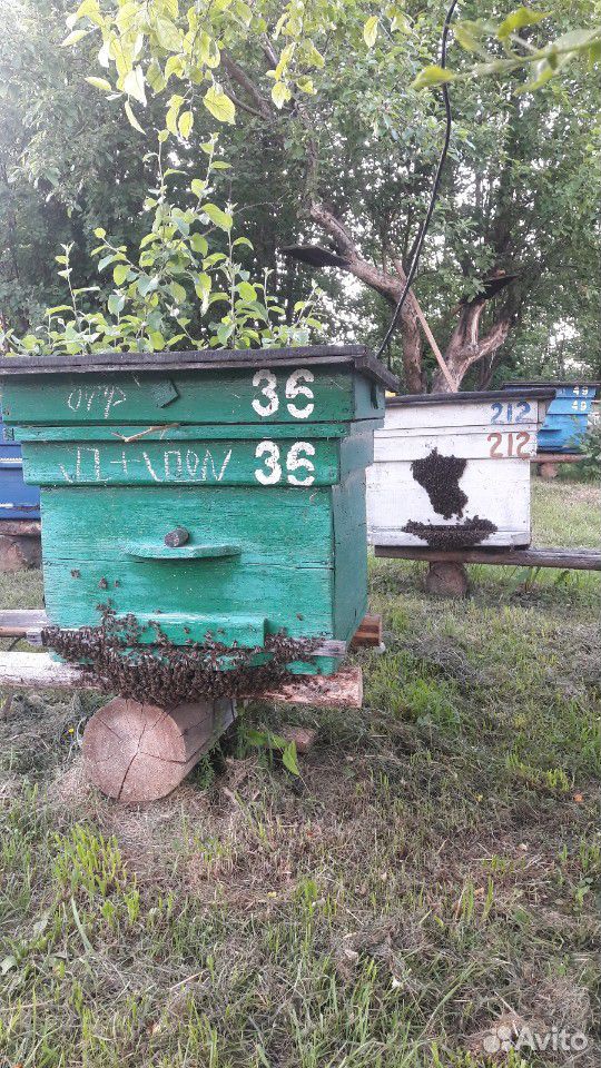 Продам пчёл купить на Зозу.ру - фотография № 5