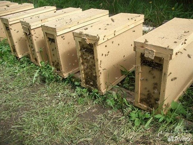 Пчелопакеты Карпатские 3+1 купить на Зозу.ру - фотография № 2