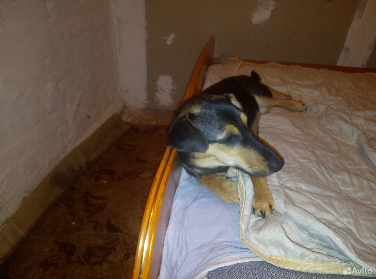 Весёлый пёс, зовут Эша. 1,2мес.бесплатно,в хорошие купить на Зозу.ру - фотография № 3