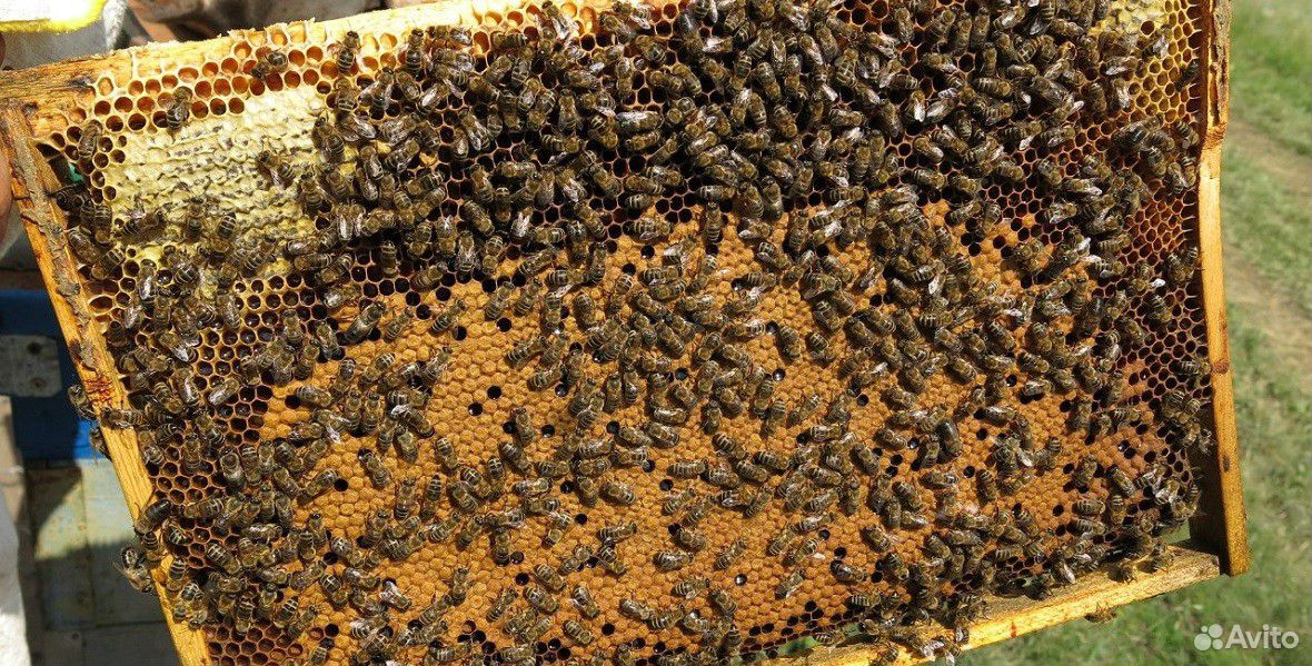 Продаются пчёлы. Торг уместен купить на Зозу.ру - фотография № 1