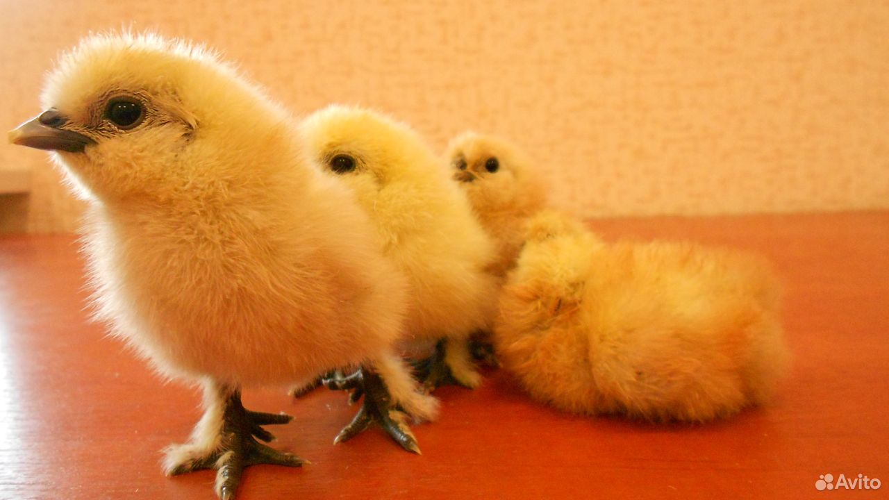 Цыплята мини мясные, китайские шёлковые аборигены купить на Зозу.ру - фотография № 5