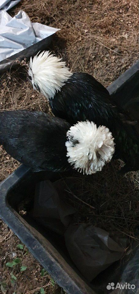 Цыплята голландской белохохлой купить на Зозу.ру - фотография № 6