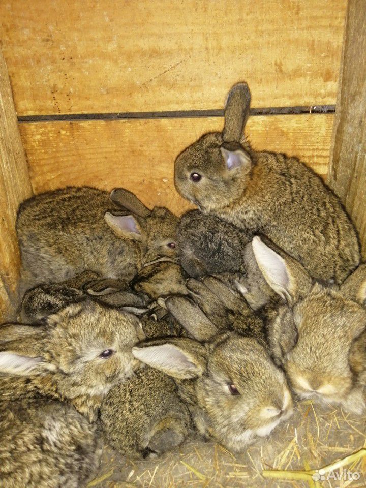 Кролик, баран и колифорниец купить на Зозу.ру - фотография № 7