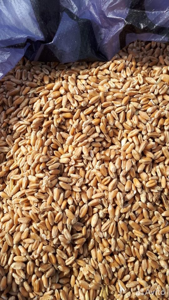 Пшеница, зерно купить на Зозу.ру - фотография № 2