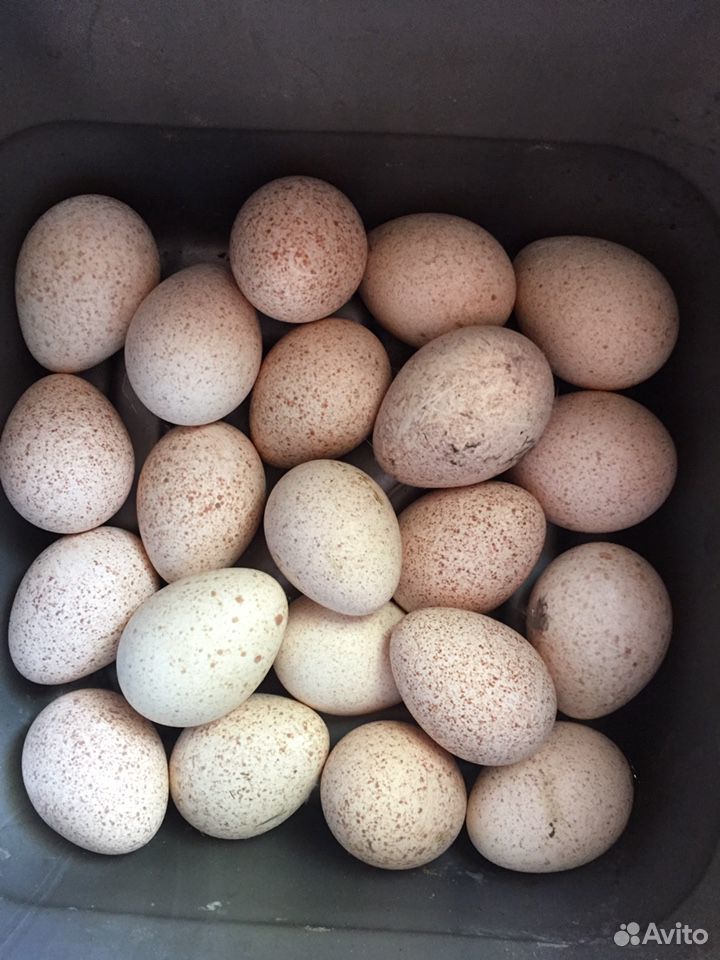 Индюшиные яйца инкубационные купить на Зозу.ру - фотография № 1