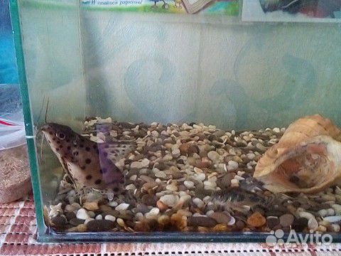 Рыбка сом аквариумная купить на Зозу.ру - фотография № 1