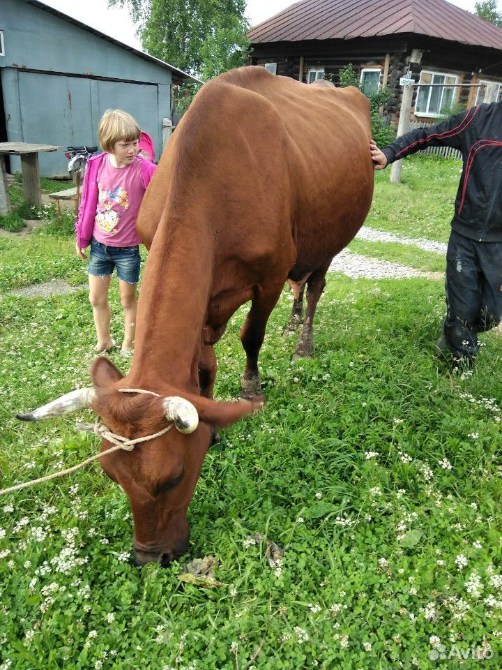 Продам суксунскую корову купить на Зозу.ру - фотография № 6