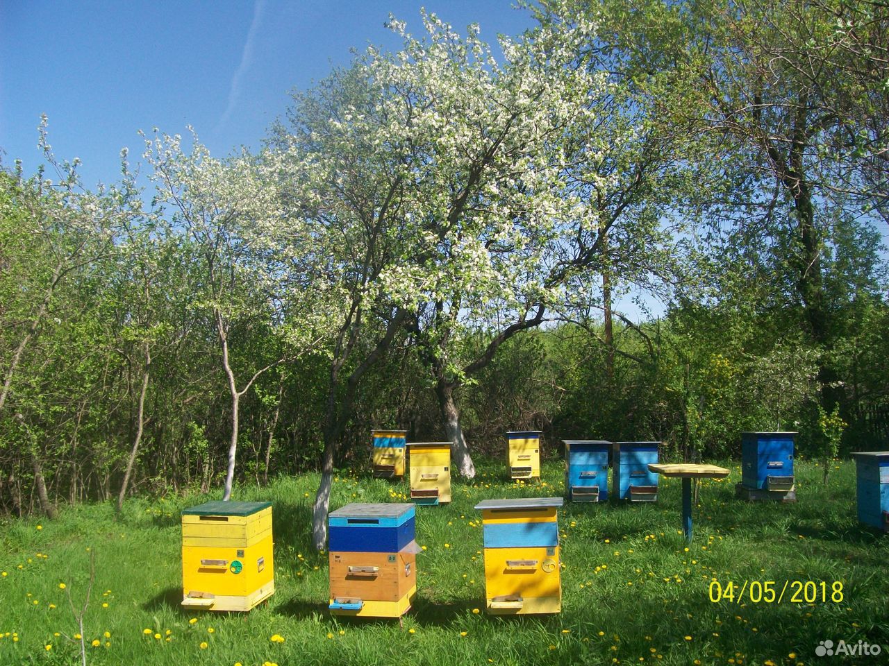 Купитьпчолворловско.об.авито.. Авито Саратовская область продажа пчел. Купить пчелосемьи в воронежской области 2024 году
