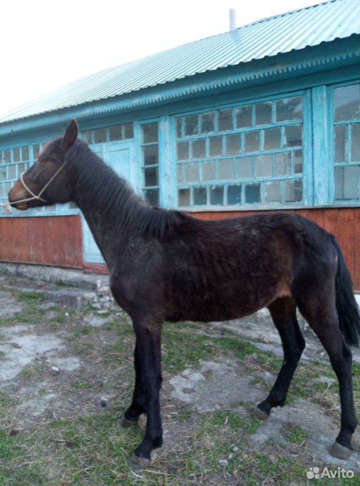 Конь жеребец купить на Зозу.ру - фотография № 6