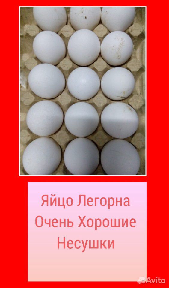 Продам Инкубационое Яйцо купить на Зозу.ру - фотография № 3