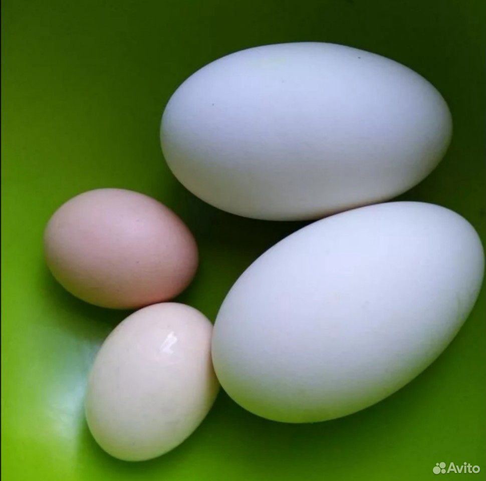 Гусиные яйца. Цвет гусиного яйца. Гусиные яйца фото. Вес гусиного яйца. Купить гусиное яйцо на авито